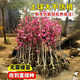 翩然庭院玉蘭花樹(shù)苗紅白黃紫玉蘭樹(shù)苗盆栽綠化苗木庭院地栽耐寒風(fēng)景樹(shù) 紫玉蘭（庭院 花期帶花苞） 4公分粗桿/1.6米高 左右帶土球包活