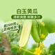 東方甄選白玉黃瓜脆嫩多汁當季新鮮果蔬時(shí)令生鮮整箱壞果包賠順豐 【2斤裝】到手7-12根 2斤