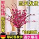 JCZS桃花鮮枝帶花苞紅梅干枝水培鮮花卉雪柳室內植物客廳水養冬季開(kāi)花 【嫩芽苞】10枝鮮切紅梅枝60cm+營(yíng)養液 裸根不帶土