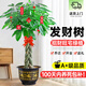 卉優(yōu)辮子發(fā)財樹(shù)天堂鳥(niǎo)幸福樹(shù)綠蘿盆栽客廳辦公室內除甲醛大型綠植 特級辮子發(fā)財樹(shù)1.7-1.8m+掛飾 含盆