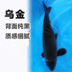 獅灣 錦鯉魚(yú)活體日本純種錦鯉魚(yú)苗昭和白寫(xiě)錦鯉魚(yú)觀(guān)賞魚(yú)紅白丹頂大正 烏金錦鯉一條 12-14cm