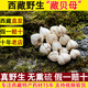 西藏野生藏貝母正宗高海拔4400米高原天然新貨無(wú)硫青貝松貝潤喉 野生藏貝母【西藏直發(fā)】 100g*1瓶