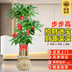 卉優(yōu)三桿步步高發(fā)財樹(shù)客廳大盆栽室內大型綠植喬遷新居辦公室開(kāi)業(yè)送禮 精品步步高發(fā)財樹(shù)1.6-1.8m【白日進(jìn)斗金盆】