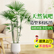 愛(ài)優(yōu)尚造型多枝棕竹盆栽室內植物大型綠植客廳細葉竹子四季好養源頭直發(fā)