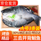 往牧叉尾鮰魚(yú) 免處理 青江魚(yú) 烤魚(yú)精品  腌制半成品 冷凍生鮮 江團魚(yú) 【大號3條】?jì)糁?.2-1.4斤/條