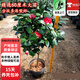 茶花盆栽紅色茶花苗六角大紅赤丹茶花苗開(kāi)花盆栽室內耐寒花卉D7 精選6年大苗60厘米品種備注 原盆
