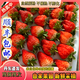 丹東99草莓【順豐】多地次日達新鮮直發(fā)東港草莓紅顏草莓水果送禮 一斤裝丹東九九草莓（凈重450g）自產(chǎn)自銷(xiāo) 精品中果20~30g（性?xún)r(jià)比高）