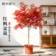 植男植女紅楓樹(shù)苗紅舞姬日本風(fēng)景樹(shù)苗正宗三季紅中國好養活綠植源頭直發(fā)