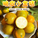 味小仙廣西桂林脆皮金桔 滑皮小金桔陽(yáng)朔特產(chǎn)黃青皮甜金橘新鮮水果 3斤（大果）【1斤25顆左右】