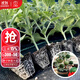 大禹西瓜苗帶土幼苗種子8424嫁接苗麒麟秧苗菜苗秧蔬菜苗陽(yáng)臺盆栽秋季 8424西瓜苗帶土幼苗3棵