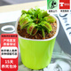 超大盆栽豬籠草食蟲(chóng)食人花卉水培植物茅膏菜綠植捕蟲(chóng)草D7 茂盛捕蠅草夾子約2cm(自吸盆) 含盆