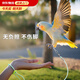 陸地港不傷腳鸚鵡腳鏈鳥(niǎo)用腳環(huán)放飛牽引繩玄風(fēng)放飛繩栓虎皮遛鳥(niǎo)繩牡丹 4號+手繩【虎皮，百靈，文鳥(niǎo)等】