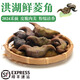 【正宗】洪湖鮮菱角 新鮮老菱角 湖北特產(chǎn) 根莖類蔬菜生鮮 新鮮老菱角 5斤【家庭裝】
