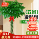 花財主大型植物 辮子發(fā)財樹(shù)綠蘿綠植 各種大盆栽吸甲醛盆栽開(kāi)業(yè)喬遷慶典 辮子發(fā)財樹(shù)1.7-1.8米 含盆