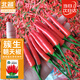 北蔬 朝天椒辣椒種子種苗簇生指天椒紅椒盆栽菜籽 簇生朝天椒種子60粒
