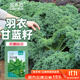菜禾地 羽衣甘藍種子苗可食用觀(guān)賞盆栽陽(yáng)臺蔬菜種籽 羽衣甘藍種子100粒