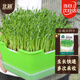 北蔬 芽苗菜種子豆芽菜無(wú)土栽培水培蔬菜種籽 白豌豆芽苗菜種子200g