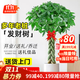 花財主大型植物 辮子發(fā)財樹(shù)綠蘿綠植 各種大盆栽吸甲醛盆栽開(kāi)業(yè)喬遷慶典 辮子發(fā)財樹(shù)1.5-1.7米 含盆