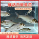 特大號白鰱魚(yú)苗鰱鳙白鰱魚(yú)鮮活養殖水鰱跳鰱鰱子淡水養殖包活防損 優(yōu)選白鰱魚(yú)苗6-8厘米10條送10%路損