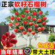 宿青特大突尼斯軟籽石榴樹(shù)嫁接無(wú)籽樹(shù)苗盆栽地栽庭院別墅老樁盆景果樹(shù) 精品苗：突尼斯軟籽【3公分】當年結果