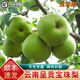 桃西村云南呈貢寶珠梨【順豐】蜂糖梨子萬(wàn)溪梨鎮貢梨老樹(shù)梨新鮮水果禮盒 5斤 精選大果【約6-7顆】普箱