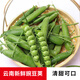 江江的姜云南新鮮豌豆莢現摘蔬菜當季甜青豆甜嫩飽滿(mǎn) 3斤