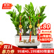 嘆為觀(guān)止金錢(qián)樹(shù)盆栽植物室內客廳大棵盆景花卉好養喬遷開(kāi)業(yè)送禮辦公室綠植 大號金錢(qián)樹(shù) 一帆風(fēng)順 帶盆栽好