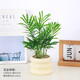 種花迷綠植花卉辦公室客廳盆栽擺件簡(jiǎn)約創(chuàng  )意北歐綠植發(fā)財樹(shù)盆栽桌面綠植 袖珍椰子+甜甜圈PET樹(shù)脂盆+托盤(pán)+肥料+鋪面彩石