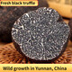 玉燕妃云南新鮮黑松露野生塊菌豬拱菌松露菌營(yíng)養泡酒中秋節國慶送禮 7cm以上新鮮松露凈重2斤