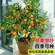 歐悟帶果脆皮桔大果金桔苗金錢(qián)桔苗金桔橘子樹(shù)苗盆栽地栽南北方果樹(shù)苗 5年苗少量帶果發(fā)貨