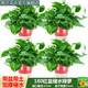 思蘭綠蘿盆栽大盆景室內(nèi)新房吸除甲醛鮮活綠植物花卉長藤大葉綠籮批發(fā) 180大紅盆儲水綠蘿【4盆】10肥
