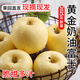 崠鮮山東煙臺黃金奶油富士蘋(píng)果大果新鮮水果奶油蘋(píng)果棲霞白蘋(píng)果 凈重4.5斤大果 6-9枚