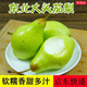 京地達東北茄梨 放軟吃酸甜凈重4.5斤單果150g+大頭梨啤梨源頭直發(fā)包郵
