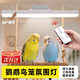 寶量鸚鵡夜燈鳥(niǎo)籠照明氛圍燈寵物鳥(niǎo)感應燈保溫燈磁吸充電太陽(yáng)燈籠子燈 插電+觸摸款 【三檔色溫+無(wú)極調光】