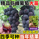 呆果丁巨峰葡萄樹(shù)苗南北方種植庭院爬藤耐寒特大號盆栽嫁接果苗當年結果 精品盆栽苗1棵（當年結果）送肥料