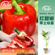 壽禾 彩椒苗燈籠椒青椒菜椒種苗方椒秋冬季蔬菜苗種苗壽光菜種苗 (紅甜椒）紅椒苗 12棵