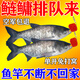 鰱鳙專(zhuān)用餌料四季通用方塊專(zhuān)用野釣黑坑鰱魚(yú)花白鰱大頭魚(yú)餌飼餌料 1袋【鰱鳙絕戶(hù)餌】試用裝