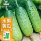 IDEAL理想農(nóng)業(yè) 水果黃瓜種子四季種蔬菜種籽陽臺盆栽秋黃瓜旱黃瓜種子