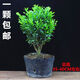 邇英閣黃楊盆景耐寒辦公室內盆栽四季常青好養客廳花卉庭院樹(shù)苗桌 黃楊盆栽35厘米高 不含盆  根部帶土球發(fā)貨  包成活