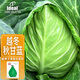 IDEAL理想農業(yè) 甘藍種子包菜卷心菜籽不起苔四季耐寒秋甜甘藍蔬菜種子