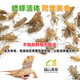品云美寵白蟋蟀活體爬寵蜥蜴守宮鬃獅蜘蛛活食飼料(不拍加熱包不包活） 白蟋蟀0.3-0.7cm 50只