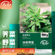 壽禾 大葉薺薺菜種子地菜香薺小葉草菱角秋冬季四季陽(yáng)臺壽光蔬菜菜籽 四季薺菜種子20g(10gx2包)