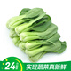 【24小時(shí)菜】油菜苗400g(長(cháng)度≤17cm)