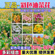 藝辛觀(guān)賞彩色油菜花種子高產(chǎn)油菜籽春天開(kāi)花庭院公園耐寒綠肥種子室外 彩色油菜花種子【混色】 1斤裝