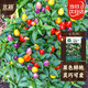 北蔬 七彩椒種子種苗五彩泡椒可觀(guān)賞盆栽蔬菜種籽 七彩椒種子100粒