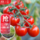 大禹盆栽番茄苗水果小西紅柿苗帶土秧苗矮生樹(shù)苗四季小柿子觀(guān)賞陽(yáng)臺 甜心圣女果苗 6棵【超甜】