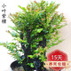 聽(tīng)雪樓名貴小葉紫檀盆景樹(shù)樁室內(nèi)花卉植物辦公桌面綠植樹(shù)苗盆栽h 特大號(hào)多桿一盆5到6桿 含原盆