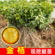 花木農脆皮金桔盆栽樹(shù)裸根苗四季果樹(shù)可食用橘子苗脆皮金橘室內基地直發(fā) 脆皮金桔裸根苗2棵裸根