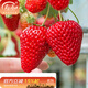 壽禾 草莓苗批發(fā)苗大苗帶土秋冬季四季盆栽食用果苗 章姬草莓苗 3盆