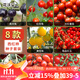 花沃里8款西紅柿種子大全 蔬菜種子陽(yáng)臺花盆栽小番茄黑鉆石紫珍珠大番茄